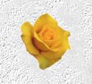 yellow rose